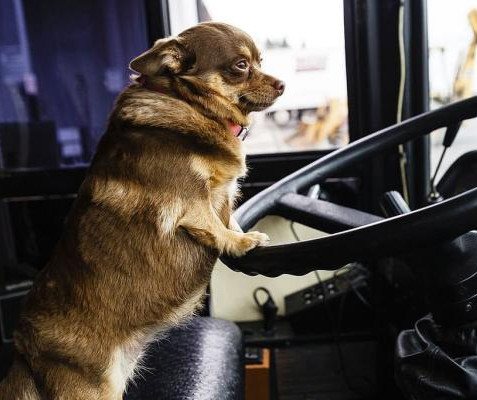 Is it possible to transport animals in a long-distance bus