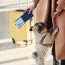 Documents Required to Travel Abroad With Pets During the War: 2026 Rules